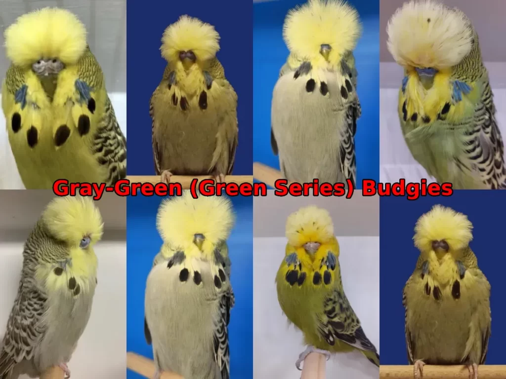 Gray Budgies: Australian, English Gray Mutation, Are Gray Budgies Rare? Do Gray Budgies Exist?