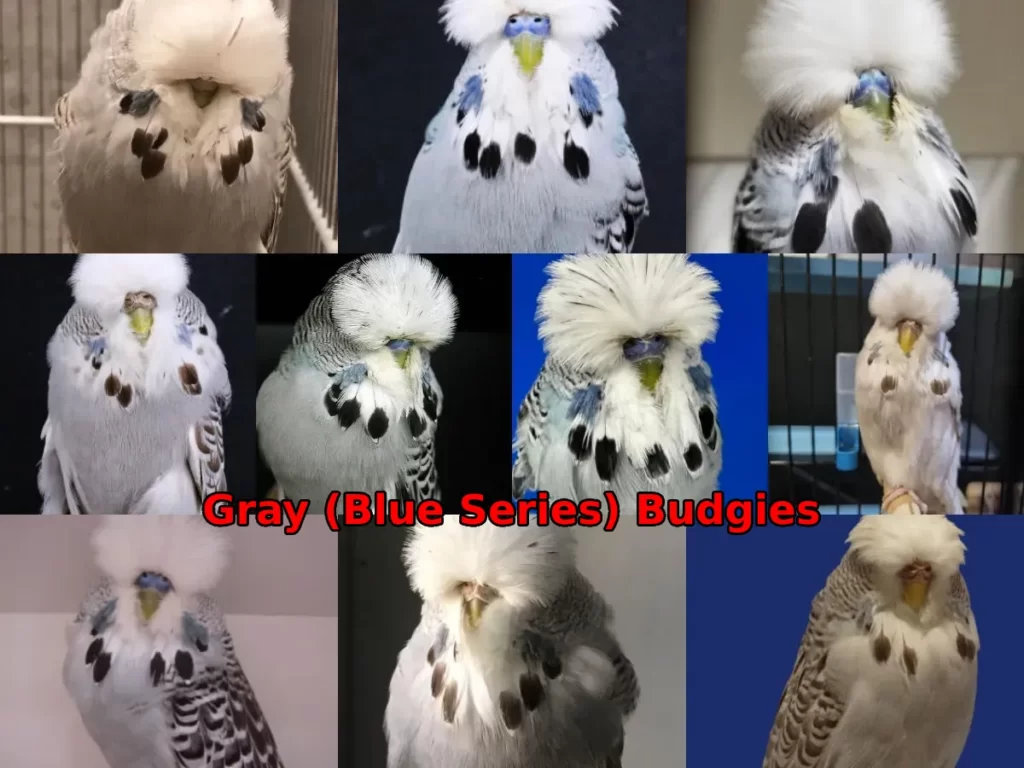 Gray Budgies: Australian, English Gray Mutation, Are Gray Budgies Rare? Do Gray Budgies Exist?