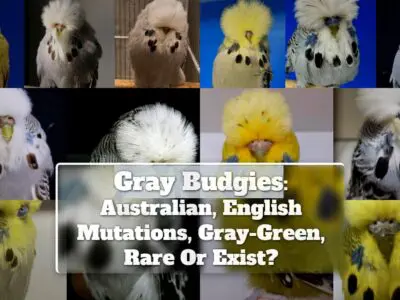 Gray Budgies: Australian, English Mutations, Gray-Green, Rare Or Exist?
