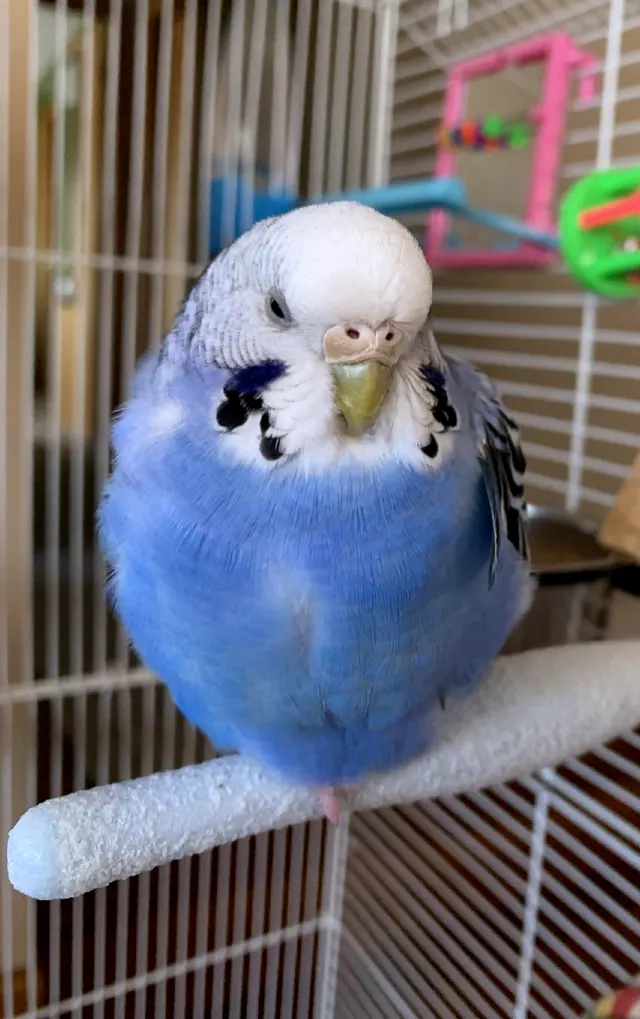How Can You Tell If Your Budgie Is Overweight? What To Do If Your Budgie Is Overweight?