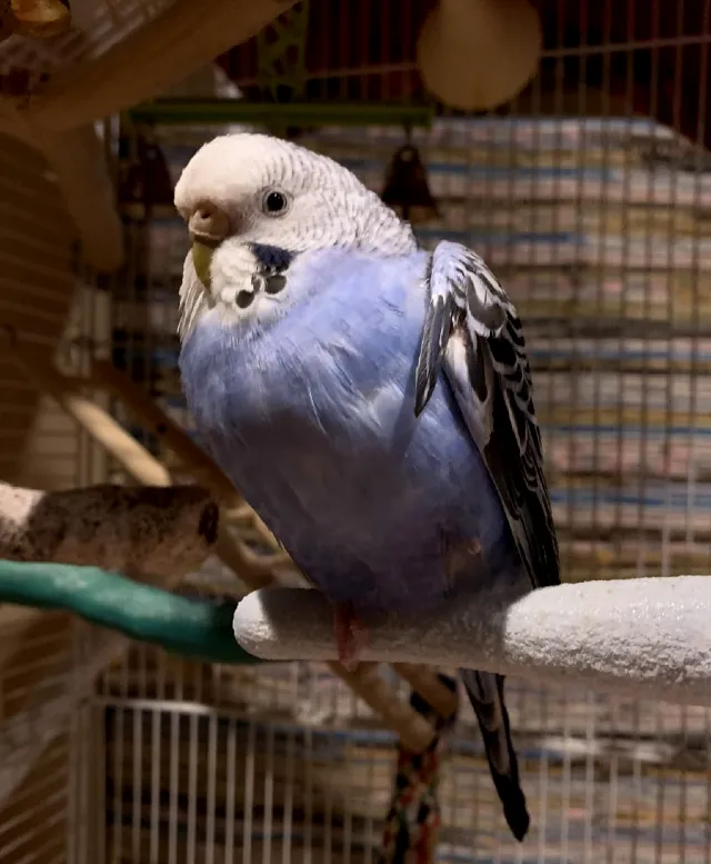 How Can You Tell If Your Budgie Is Overweight? What To Do If Your Budgie Is Overweight?