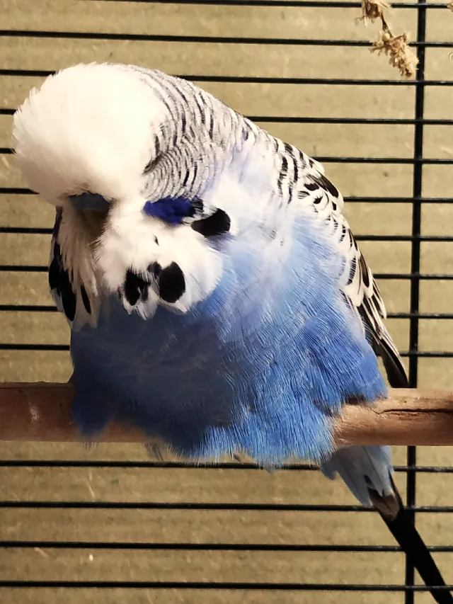 How Can You Tell If Your Budgie Is Overweight? What To Do If Your Budgie Is Overweight?