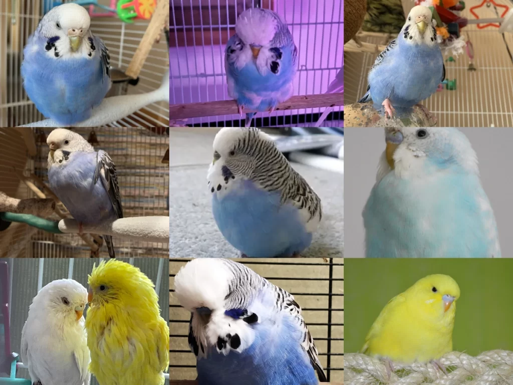 How Can You Tell If Your Budgie Is Overweight? What To Do If Your Budgie Is Overweight?