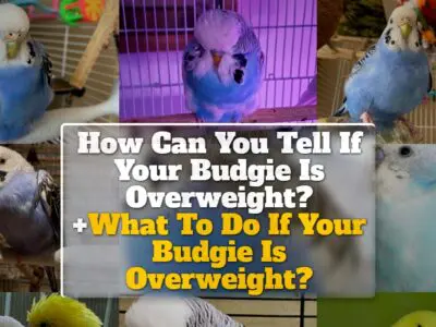 How Can You Tell If Your Budgie Is Overweight? What To Do If Your Budgie Is Overweight?