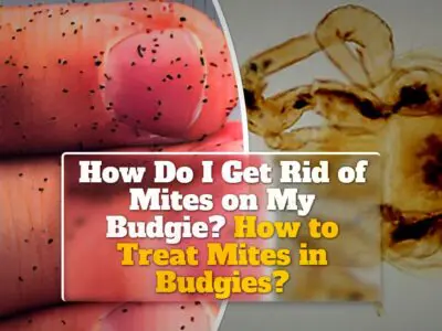 How Do I Get Rid of Mites on My Budgie? How to Treat Mites in Budgies?