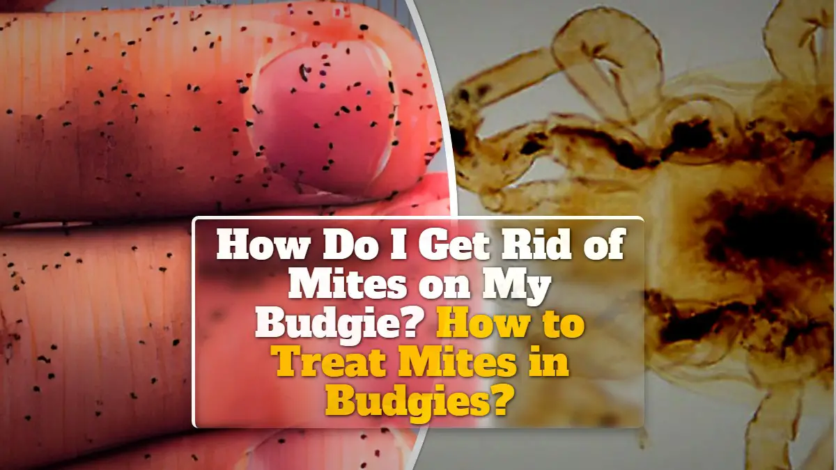 How Do I Get Rid of Mites on My Budgie? How to Treat Mites in Budgies?