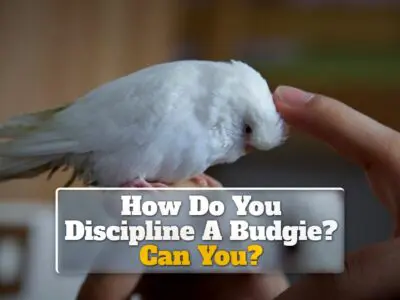 How Do You Discipline A Budgie? Can You?