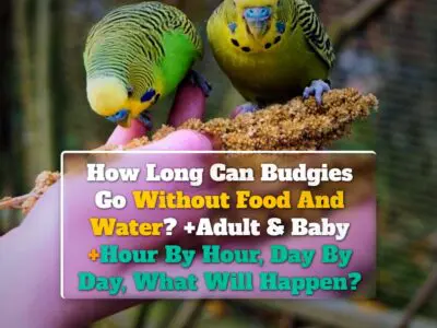 How Long Can Budgies Go Without Food And Water? +Adult & Baby +Hour By Hour, Day By Day, What Will Happen?