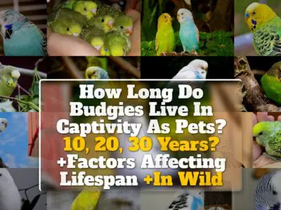 How Long Do Budgies Live In Captivity As Pets? 10, 20, 30 Years? +Factors Affecting Lifespan +In Wild