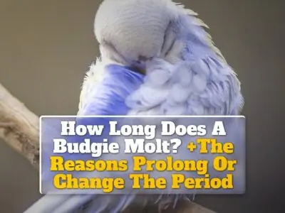 How Long Does A Budgie Molt? +The Reasons Prolong Or Change The Period