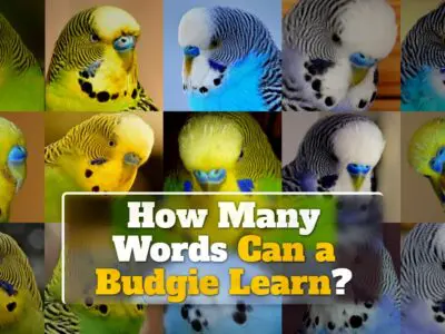 How Many Words Can a Budgie Learn?