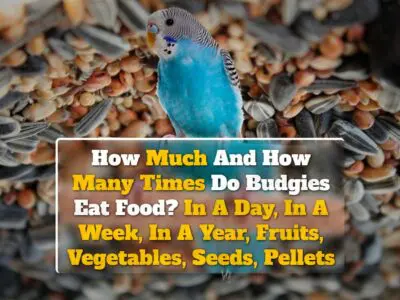 How Much And How Many Times Do Budgies Eat Food? In A Day, In A Week, In A Year, Fruits, Vegetables, Seeds, Pellets