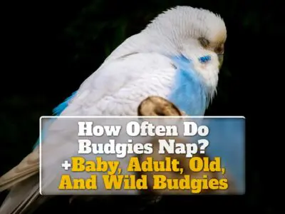How Often Do Budgies Nap? +Baby, Adult, Old, And Wild Budgies