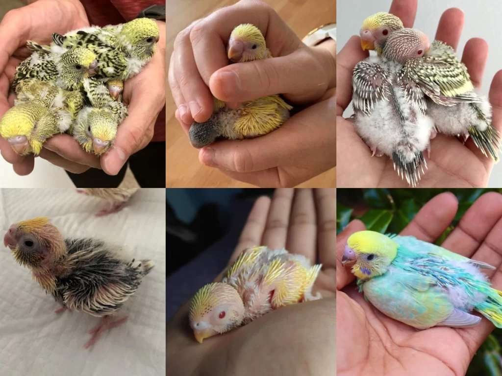 How Often & What Do 2, 3 Week Old Budgies Eat?