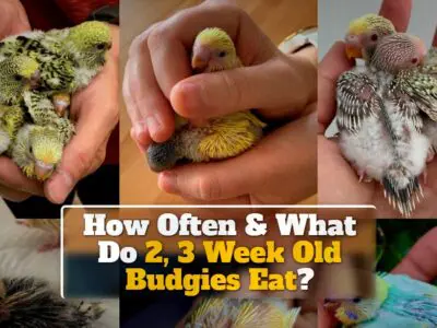 How Often & What Do 2, 3 Week Old Budgies Eat?