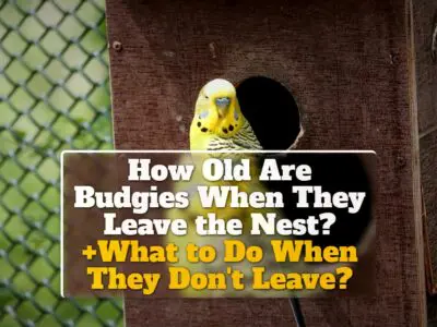 How Old Are Budgies When They Leave the Nest? +What to Do When They Don’t Leave?