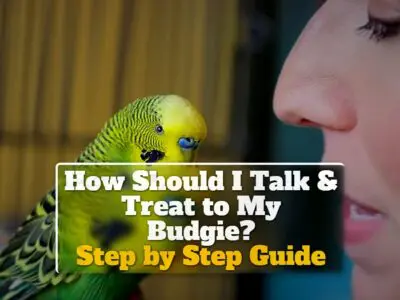 How Should I Talk & Treat to My Budgie? Step by Step Guide