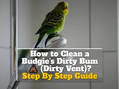 How to Clean a Budgie’s Dirty Bum (Dirty Vent)? Step By Step Guide