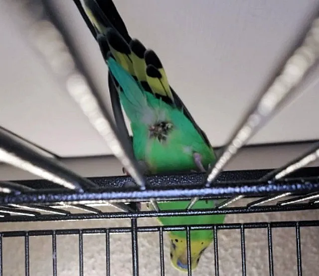 How to Clean a Budgie’s Dirty Bum (Dirty Vent)? Step By Step Guide