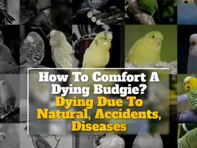 How To Comfort A Dying Budgie? Dying Due To Natural, Accidents, Diseases