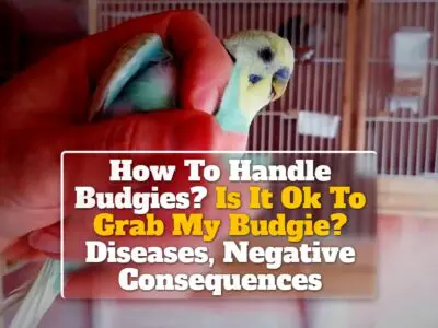 How To Handle Budgies? Is It Ok To Grab My Budgie? Diseases, Negative Consequences