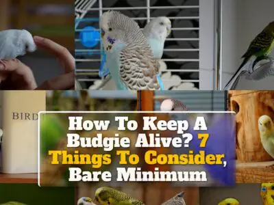 How To Keep A Budgie Alive? 7 Things To Consider, Bare Minimum