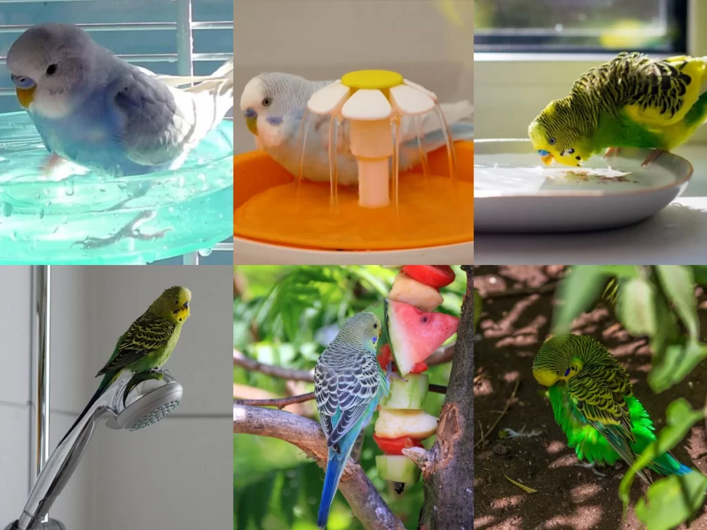 How To Keep Budgie Cool? 7 Ways To Keep Your Budgie Cool!