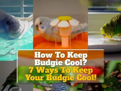 How To Keep Budgie Cool? 7 Ways To Keep Your Budgie Cool!