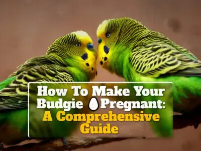 How To Make Your Budgie Pregnant: A Comprehensive Guide 