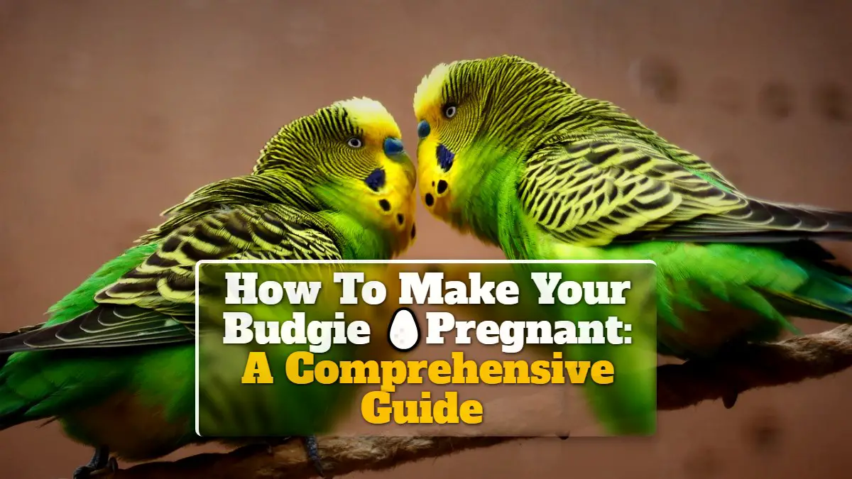 How To Make Your Budgie Pregnant A Comprehensive Guide