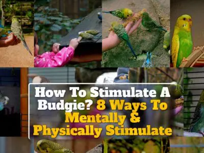 How To Stimulate A Budgie? 8 Ways To Mentally & Physically Stimulate