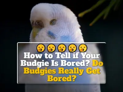 How to Tell if Your Budgie Is Bored? Do Budgies Really Get Bored?
