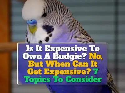 Is It Expensive To Own A Budgie? No, But When Can It Get Expensive? 7 Topics To Consider