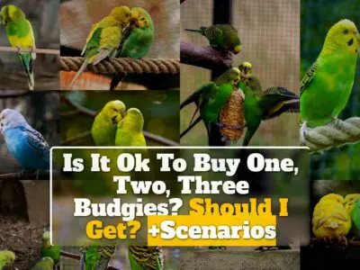 Is It Ok To Buy One, Two, Three Budgies? Should I Get? +Scenarios