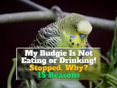 My Budgie Is Not Eating or Drinking! Stopped, Why? 15 Reasons