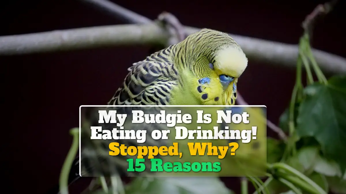 My Budgie Is Not Eating or Drinking! Stopped, Why? 15 Reasons