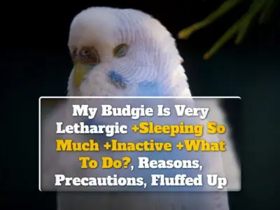 My Budgie Is Very Lethargic +Sleeping So Much +Inactive +What To Do?, Reasons, Precautions, Fluffed Up