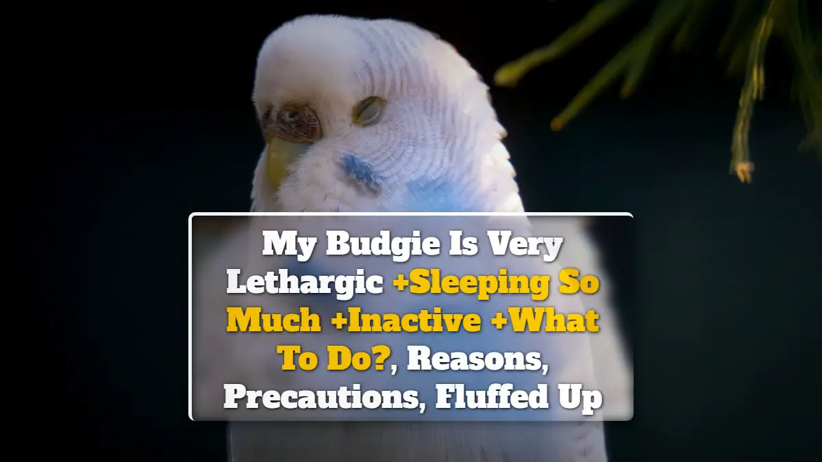 My Budgie Is Very Lethargic +Sleeping So Much +Inactive +What To Do