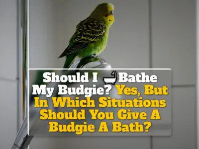 Should I Bathe My Budgie? Yes, But In Which Situations Should You Give A Budgie A Bath?