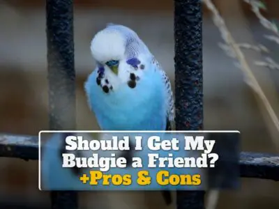 Should I Get My Budgie a Friend? +Pros & Cons