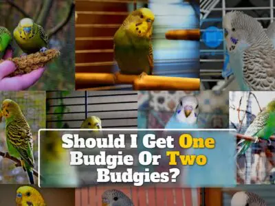 Should I Get One Budgie Or Two Budgies? One Of The Most Asked Questions!