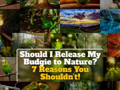 Should I Release My Budgie to Nature? 7 Reasons You Shouldn’t!