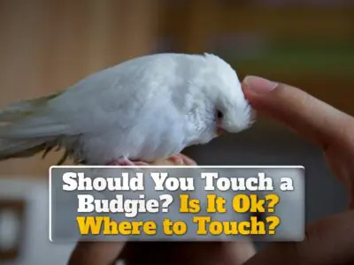 Should You Touch a Budgie? Is It Ok? Where to Touch?