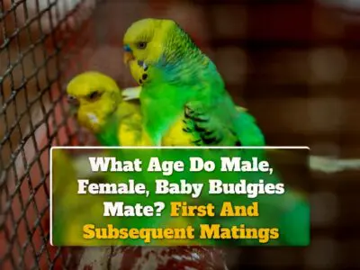 What Age Do Male, Female, Baby Budgies Mate? First And Subsequent Matings
