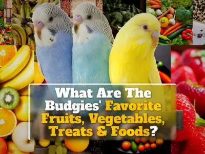 What Are The Budgies’ Favorite Fruits, Vegetables, Treats & Foods?