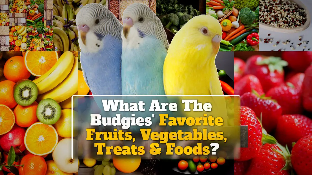 What Are The Budgies' Favorite Fruits, Vegetables, Treats & Foods?
