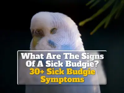 What Are The Signs Of A Sick Budgie? Sick Budgie Symptoms