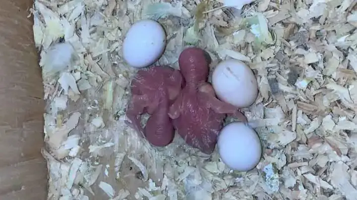 What Do Baby Budgies Look Like? Pictures of Baby Budgies