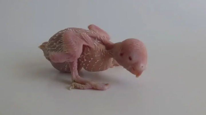 What Do Baby Budgies Look Like? Pictures of Baby Budgies