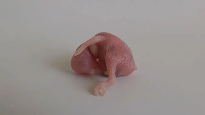 What Do Baby Budgies Look Like? Pictures of Baby Budgies